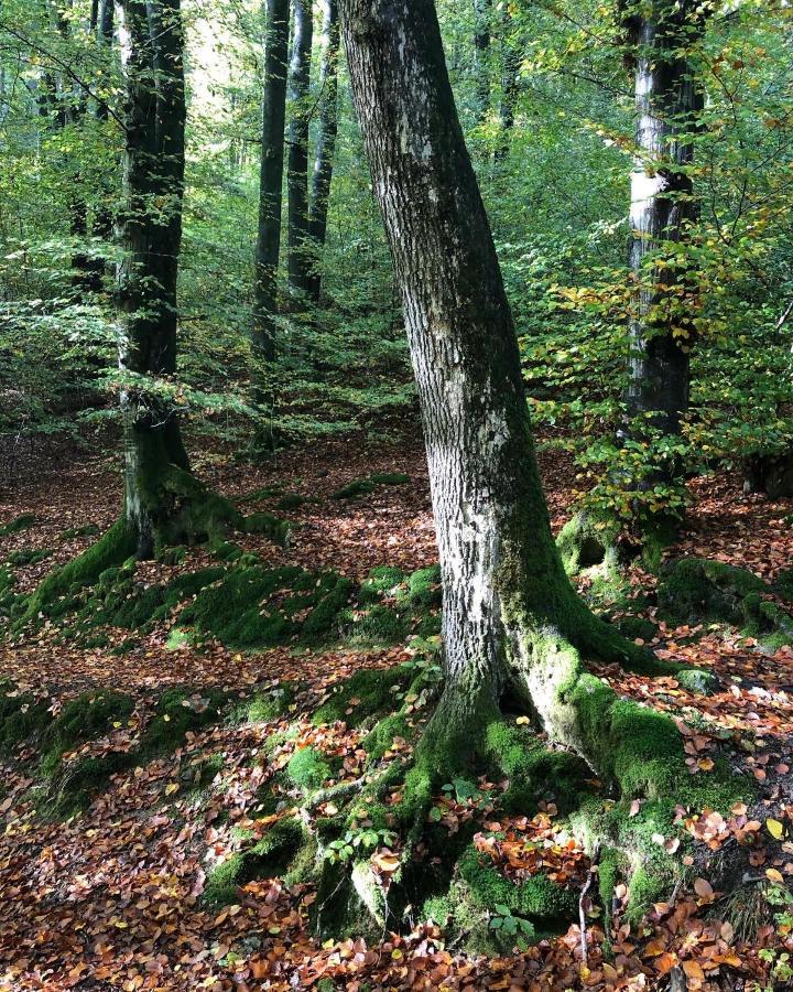 Gartenblick 莱希林根 外观 照片